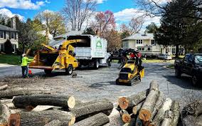 Reliable Georgetown, OH Tree Services Solutions