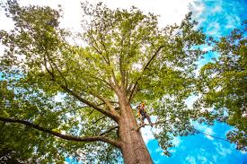 Best Storm Damage Tree Cleanup  in Georgetown, OH