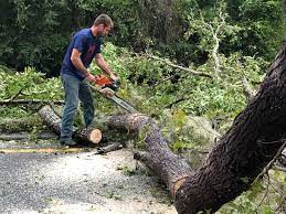 How Our Tree Care Process Works  in  Georgetown, OH