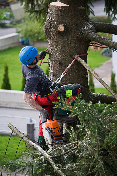 Best Commercial Tree Services  in Georgetown, OH