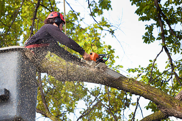 Best Tree and Shrub Care  in Georgetown, OH